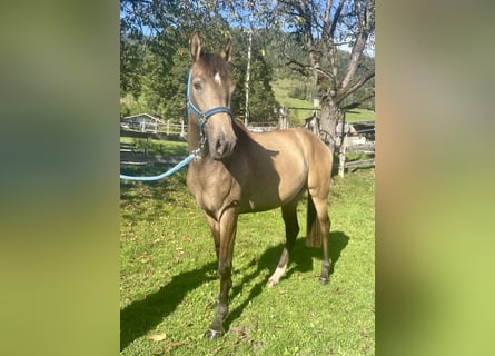 Koń achał-tekiński Mix, Klacz, 3 lat, 152 cm, Jelenia