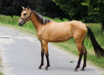 Koń achał-tekiński, Klacz, 4 lat, 150 cm, Jelenia