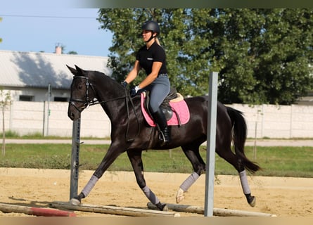Koń achał-tekiński, Klacz, 5 lat, 162 cm, Kara