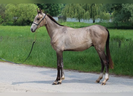 Koń achał-tekiński, Ogier, 2 lat, 145 cm, Jelenia