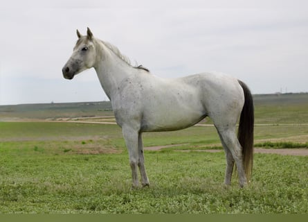 Koń andaluzyjski, Klacz, 11 lat, 155 cm, Siwa