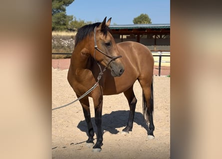 Koń andaluzyjski, Klacz, 11 lat, 160 cm, Gniada