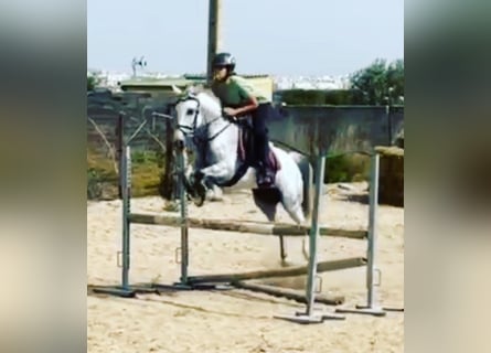 Koń andaluzyjski, Klacz, 12 lat, 145 cm, Siwa jabłkowita