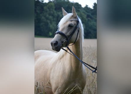 Koń andaluzyjski, Klacz, 12 lat, 154 cm, Izabelowata