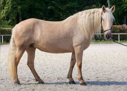Koń andaluzyjski, Klacz, 13 lat, 155 cm, Izabelowata