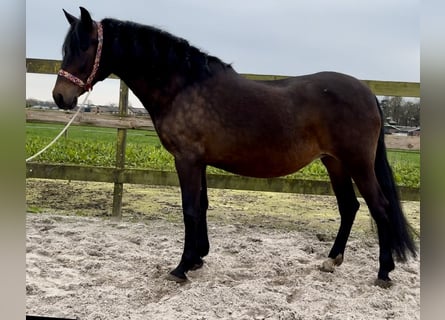 Koń andaluzyjski, Klacz, 14 lat, 163 cm, Ciemnogniada