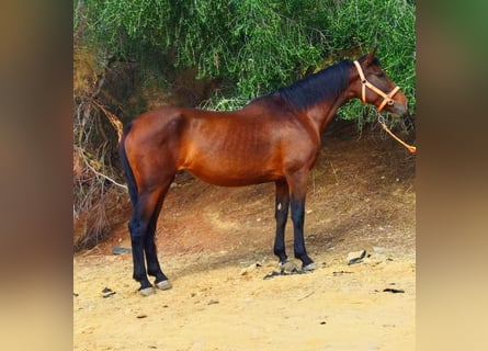 Koń andaluzyjski, Klacz, 15 lat, 160 cm, Gniada