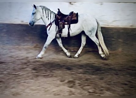 Koń andaluzyjski Mix, Klacz, 15 lat, 163 cm, Siwa