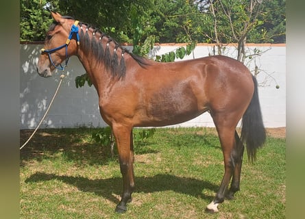 Koń andaluzyjski, Klacz, 1 Rok, 152 cm