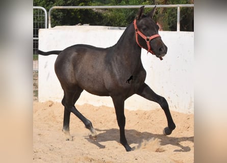 Koń andaluzyjski, Klacz, 1 Rok, 160 cm, Siwa
