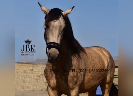 Koń andaluzyjski, Klacz, 2 lat, 157 cm, Bułana