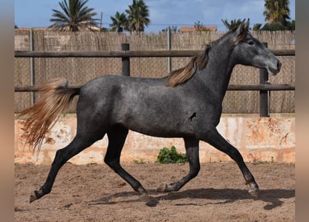Koń andaluzyjski, Klacz, 2 lat, 158 cm, Siwa