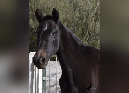 Koń andaluzyjski, Klacz, 2 lat, 165 cm, Siwa