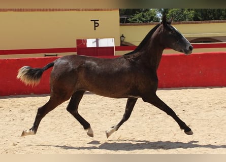 Koń andaluzyjski, Klacz, 2 lat, Siwa