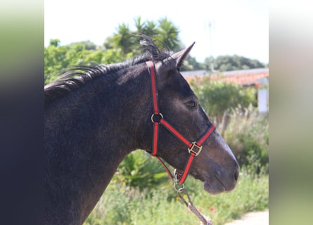 Koń andaluzyjski, Klacz, 3 lat, 163 cm, Siwa