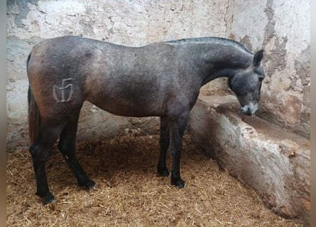 Koń andaluzyjski, Klacz, 3 lat, 165 cm, Siwa