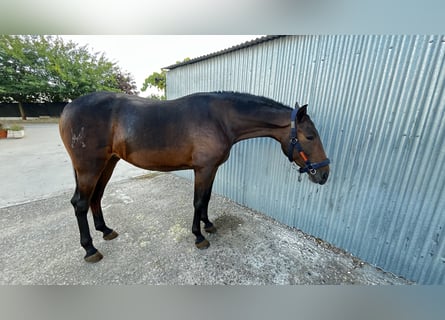 Koń andaluzyjski, Klacz, 3 lat, 170 cm, Ciemnogniada