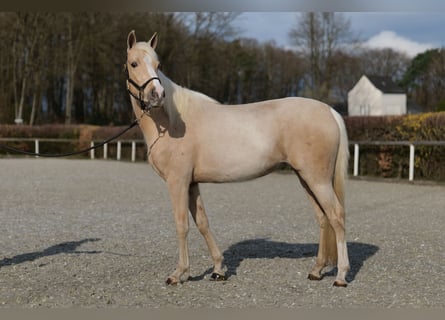 Koń andaluzyjski, Klacz, 4 lat, 148 cm, Izabelowata