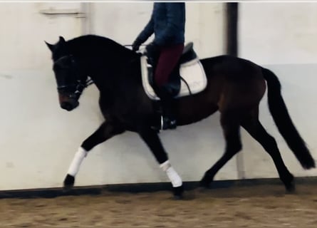 Koń andaluzyjski, Klacz, 4 lat, 152 cm, Gniada