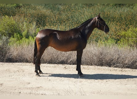 Koń andaluzyjski, Klacz, 4 lat, 152 cm, Gniada