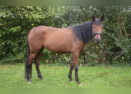 Koń andaluzyjski, Klacz, 4 lat, 153 cm, Gniada