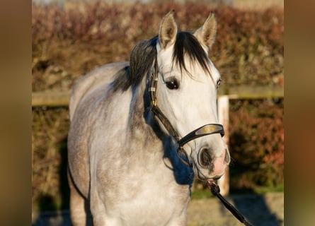 Koń andaluzyjski, Klacz, 4 lat, 154 cm, Siwa