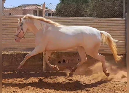 Koń andaluzyjski, Klacz, 4 lat, 155 cm, Cremello