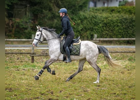 Koń andaluzyjski, Klacz, 4 lat, 155 cm, Siwa