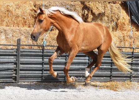 Koń andaluzyjski, Klacz, 4 lat, 157 cm, Izabelowata