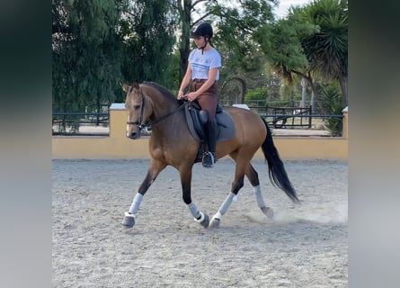 Koń andaluzyjski, Klacz, 4 lat, 157 cm, Jelenia