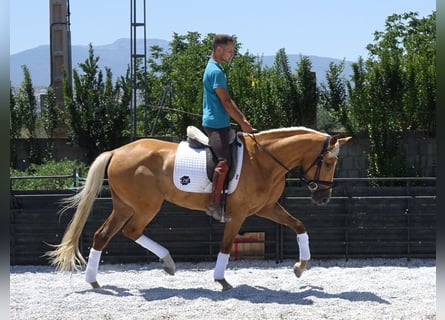 Koń andaluzyjski Mix, Klacz, 4 lat, 158 cm, Izabelowata