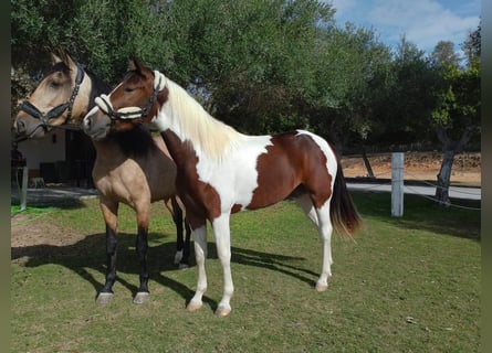 Koń andaluzyjski, Klacz, 4 lat, 163 cm, Tobiano wszelkich maści