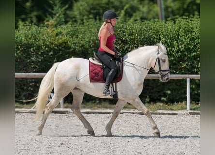 Koń andaluzyjski, Klacz, 5 lat, 155 cm, Siwa