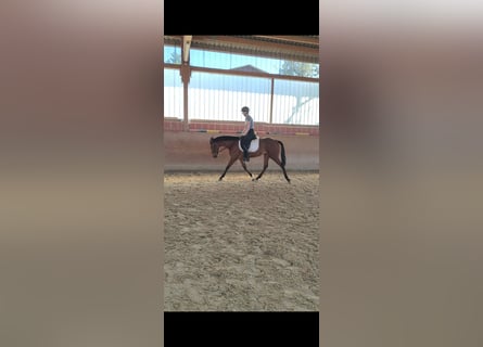 Koń andaluzyjski, Klacz, 5 lat, 156 cm, Gniada