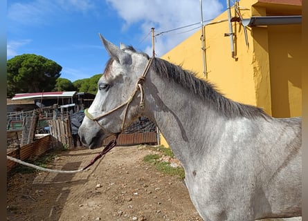 Koń andaluzyjski, Klacz, 5 lat, 156 cm, Siwa