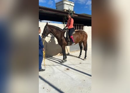 Koń andaluzyjski, Klacz, 5 lat, 157 cm, Gniada