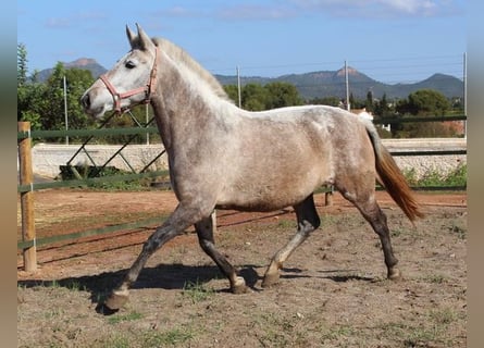 Koń andaluzyjski, Klacz, 5 lat, 157 cm, Siwa