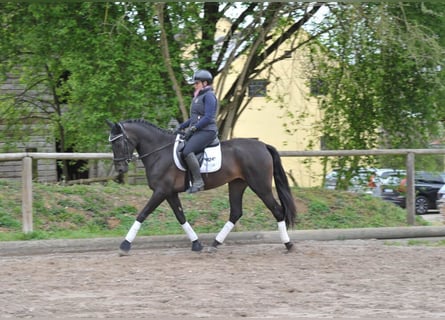 Koń andaluzyjski, Klacz, 5 lat, 160 cm, Kara