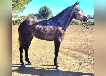Koń andaluzyjski, Klacz, 5 lat, 160 cm, Siwa jabłkowita