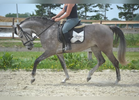 Koń andaluzyjski, Klacz, 5 lat, 162 cm, Siwa