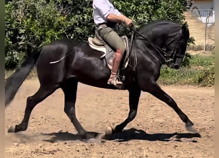 Koń andaluzyjski, Klacz, 5 lat, 163 cm, Kara