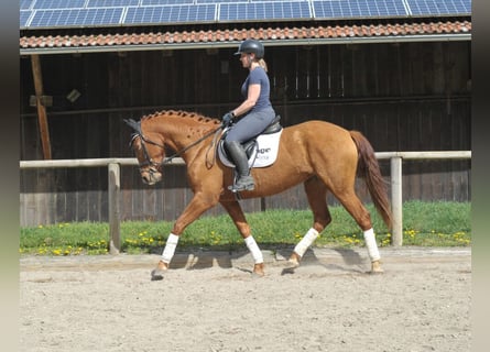 Koń andaluzyjski, Klacz, 5 lat, 163 cm, Kasztanowata