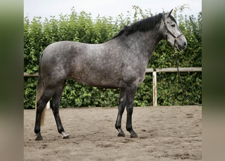 Koń andaluzyjski, Klacz, 5 lat, 164 cm, Siwa jabłkowita