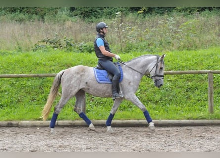 Koń andaluzyjski, Klacz, 5 lat, 164 cm, Siwa