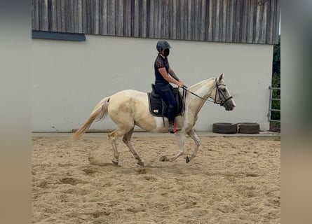 Koń andaluzyjski Mix, Klacz, 6 lat, 155 cm, Izabelowata