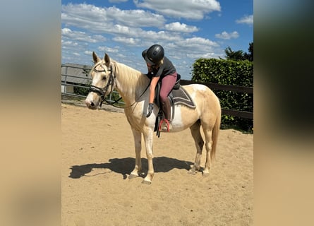 Koń andaluzyjski, Klacz, 6 lat, 155 cm, Srokata