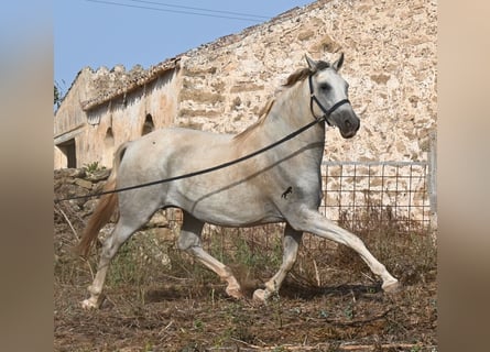 Koń andaluzyjski, Klacz, 6 lat, 158 cm, Siwa