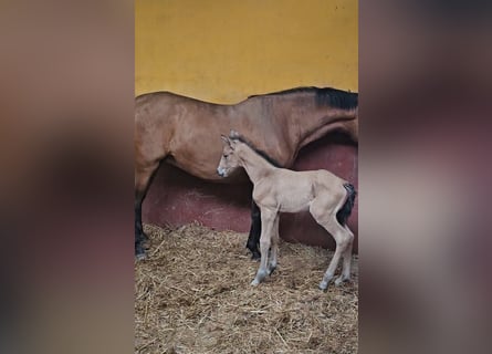 Koń andaluzyjski, Klacz, 6 lat, 162 cm, Gniada