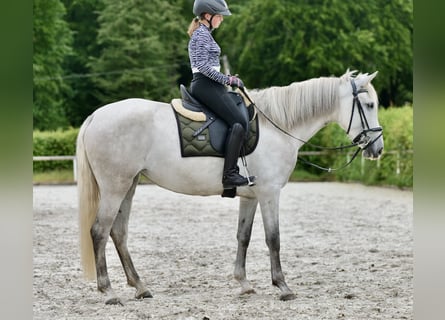 Koń andaluzyjski, Klacz, 6 lat, 162 cm, Siwa