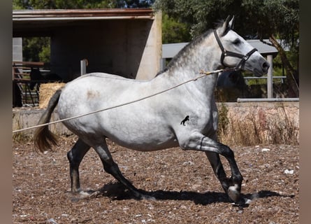 Koń andaluzyjski, Klacz, 6 lat, 164 cm, Siwa